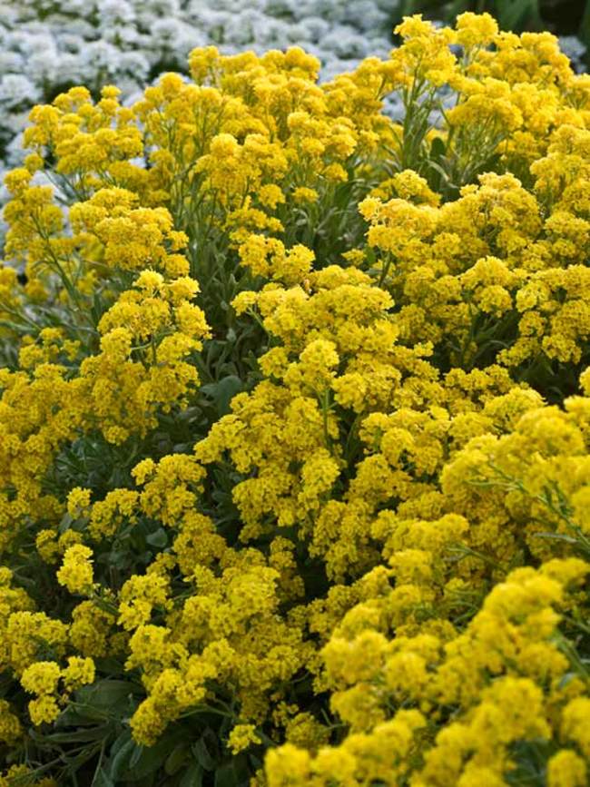 Add some beautiful yellow into your lawn and pathways with Alyssum.