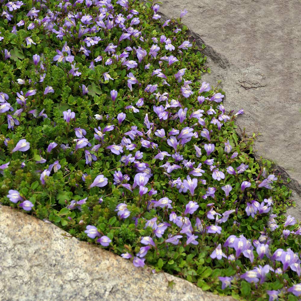 In milder climates, the Mazus Reptans can keep its flowers and leaves year round.