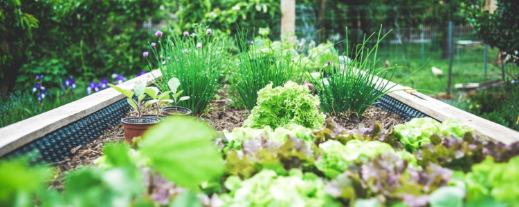 Image of a garden bed with grass in it.