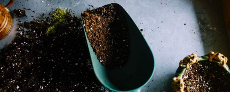 Image of a garden trowel with potting soil.